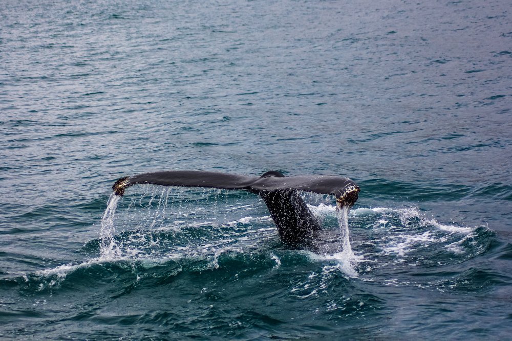 Temporada de ballenas en Puerto Madryn: un viaje imperdible con AGEC